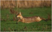 TONY HOWES - RUNNING WATER DEER